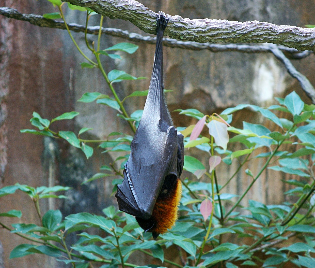 bats fruit bat giant bat free photo