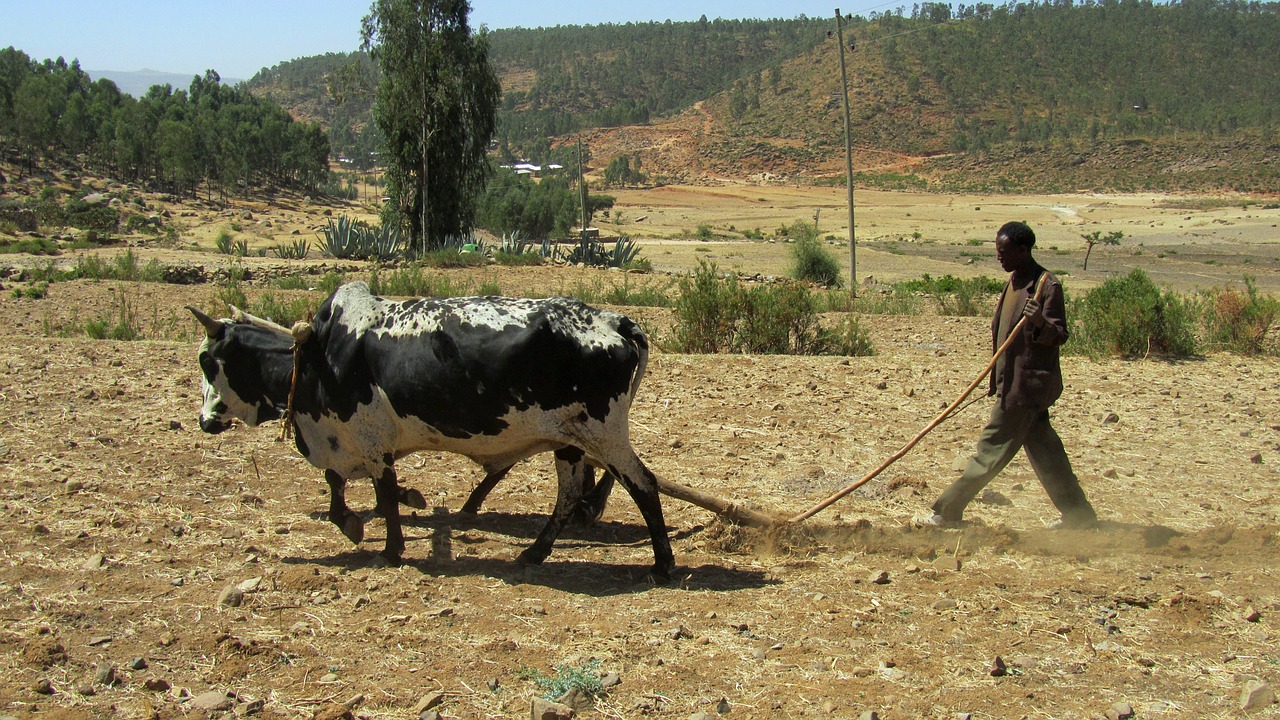 bauer ethiopia plough free photo