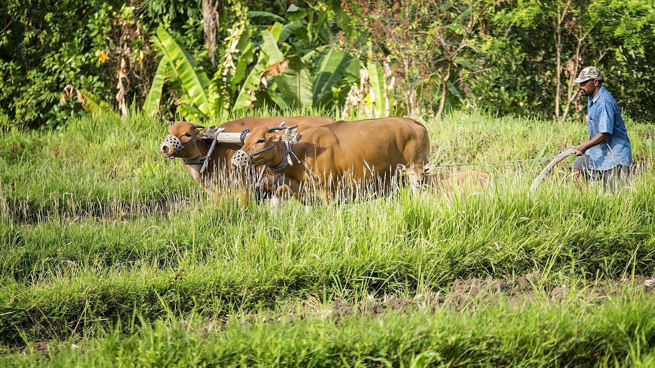 bauer cows indonesia free photo