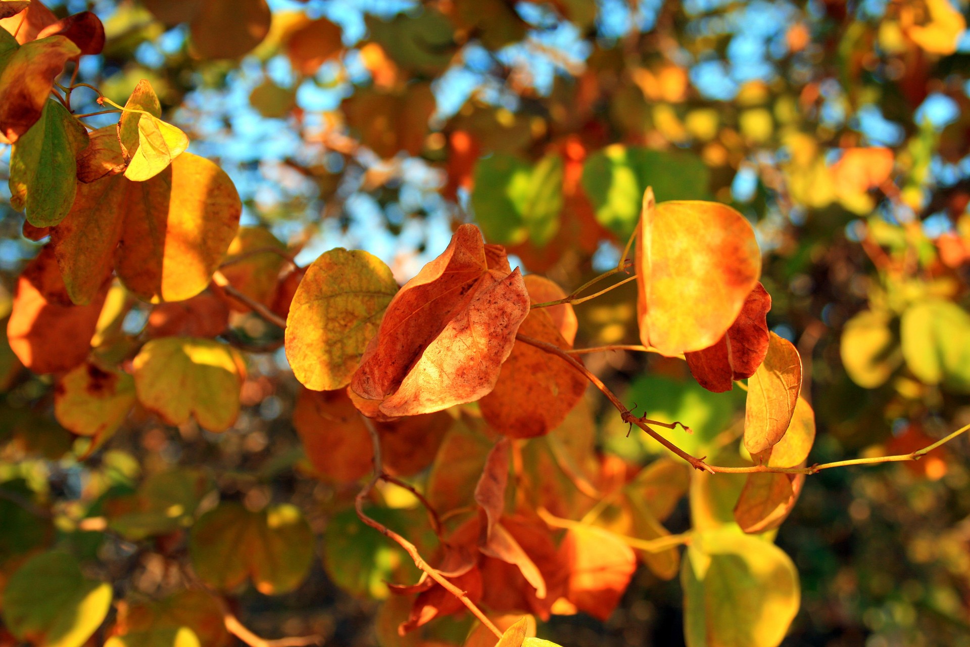 leaves rounded yellowed free photo