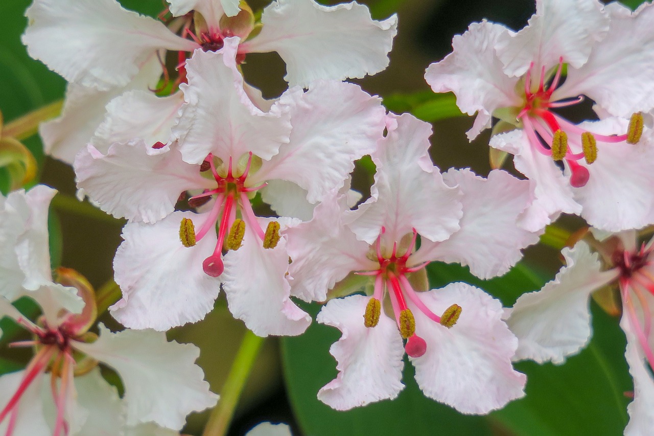 bauhinia  hong kong  flower free photo