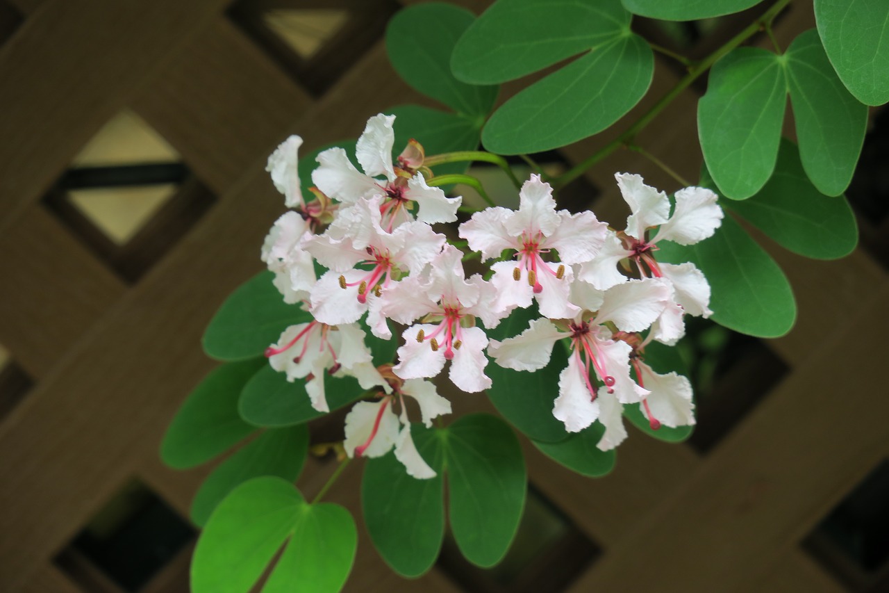 bauhinia  hong kong  flower free photo