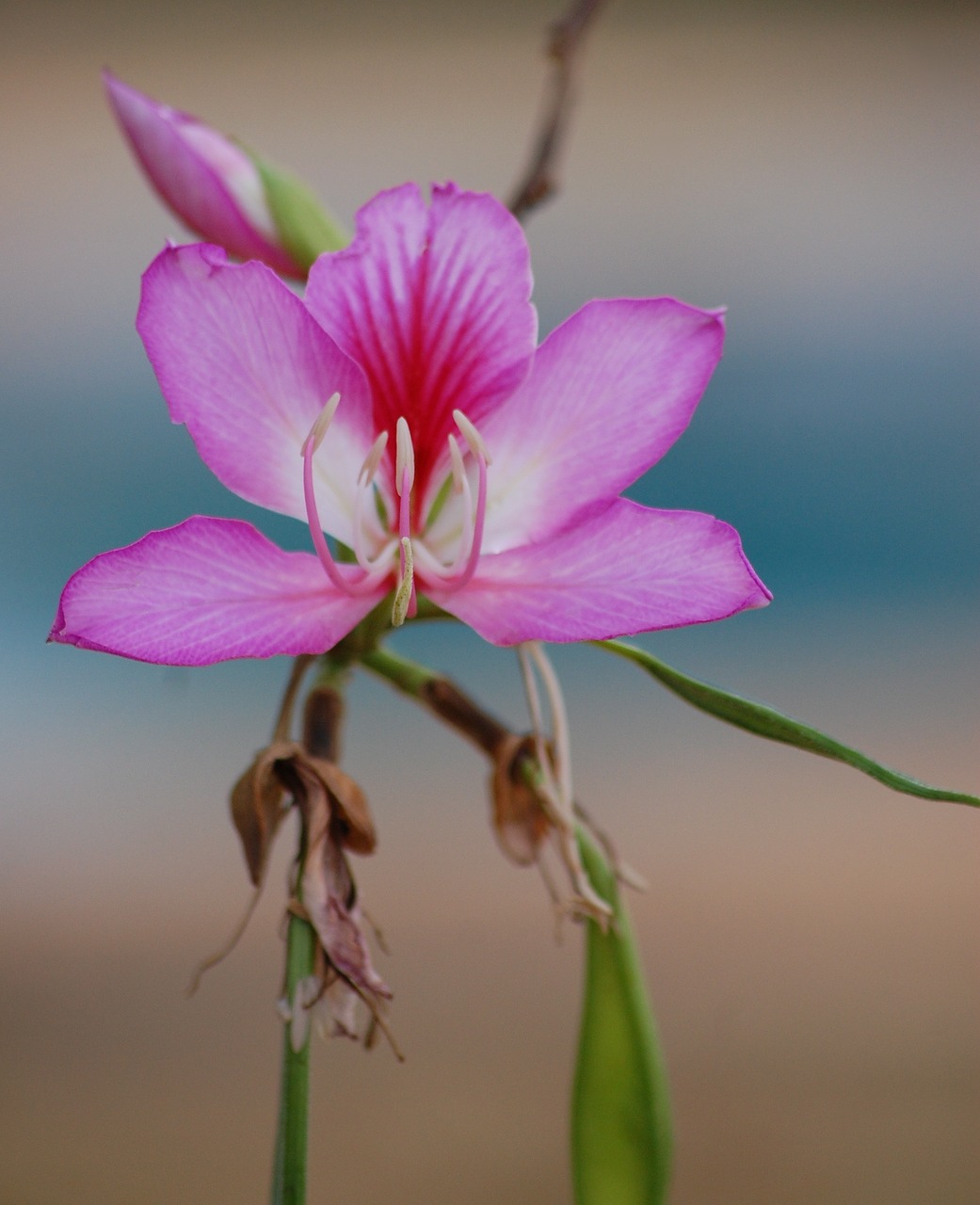 bauhinia flower pink free photo