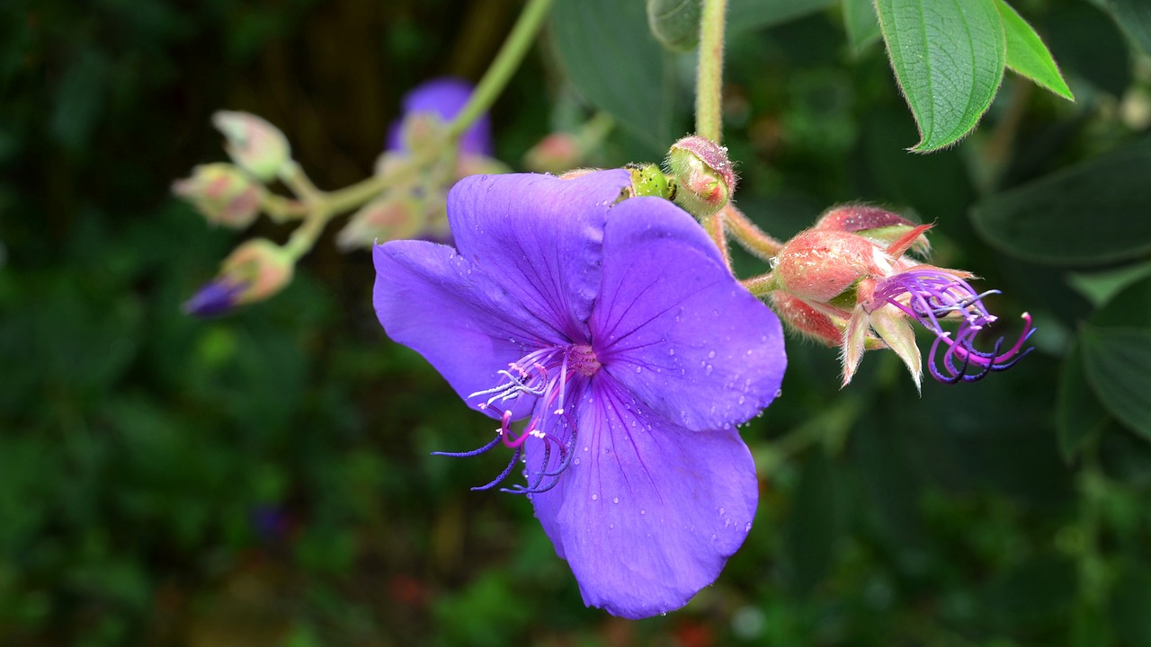 bauhinia blakeana hong kong orchid orchid free photo