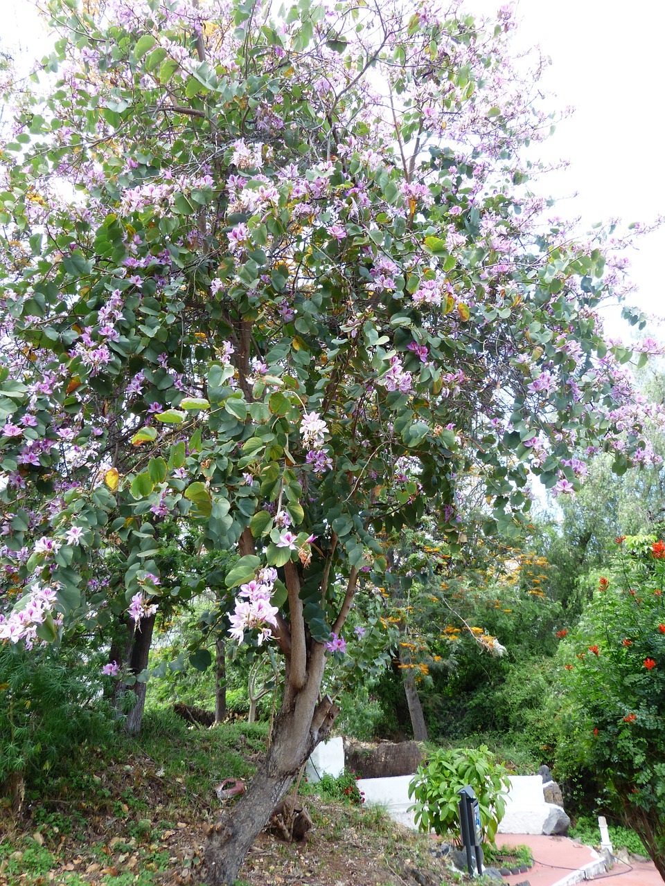 bauhinie tree bloom free photo