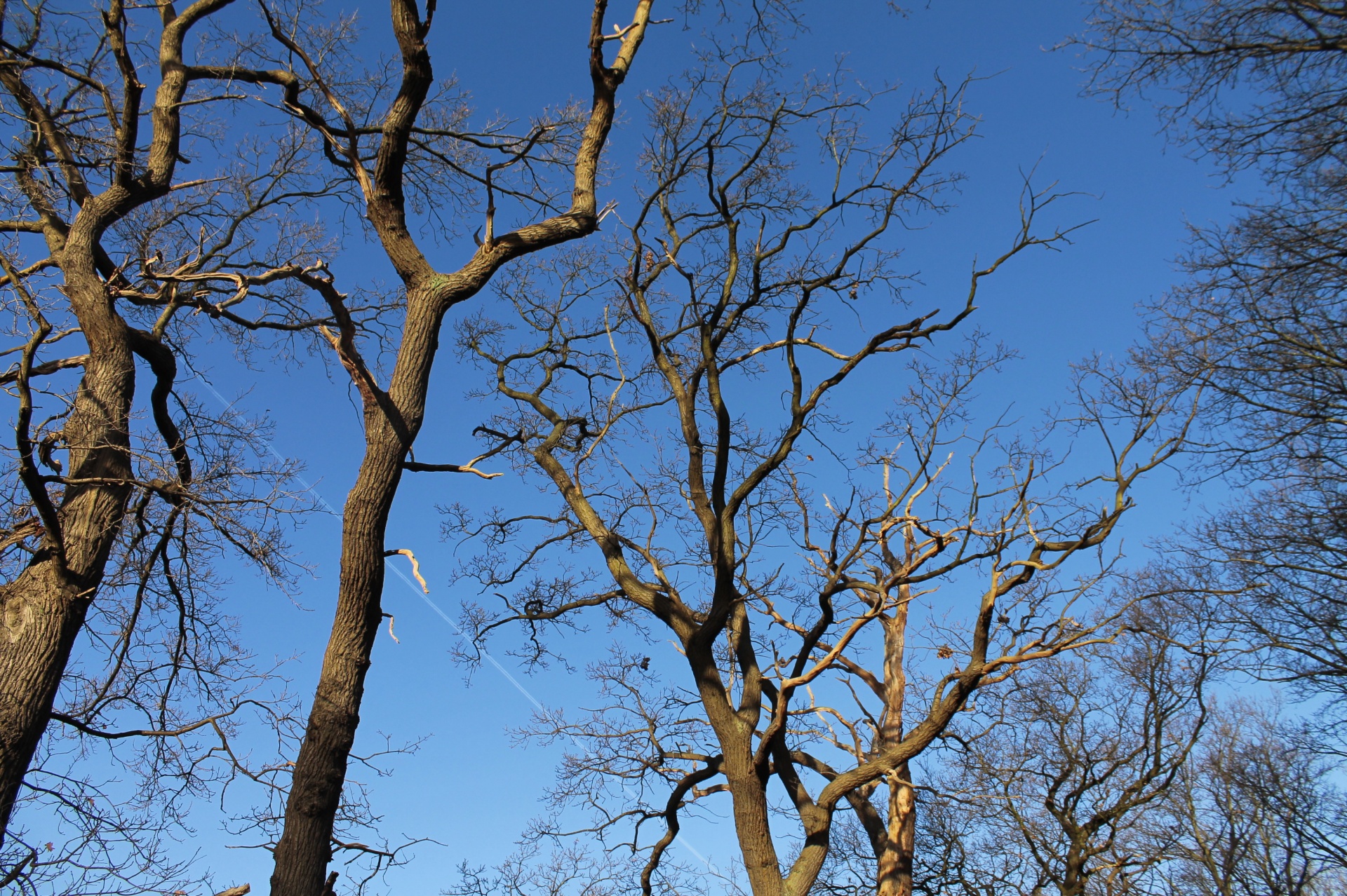 nature tree wood free photo