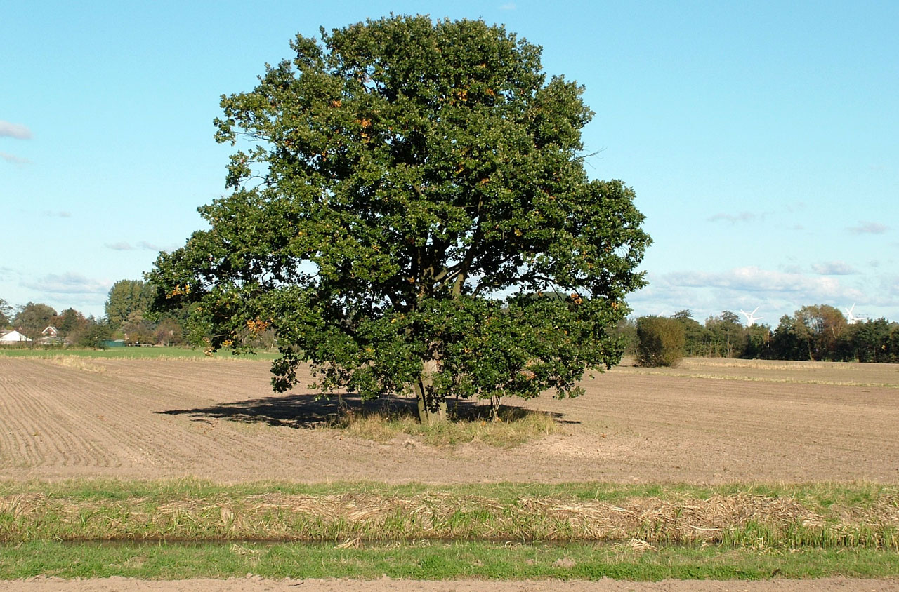 tree large field free photo