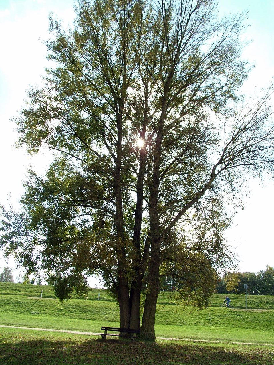 tree bench sun free photo