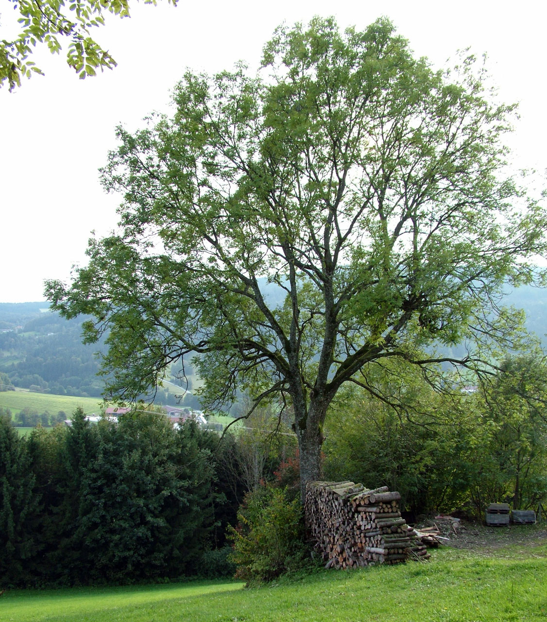 tree autumn wood free photo