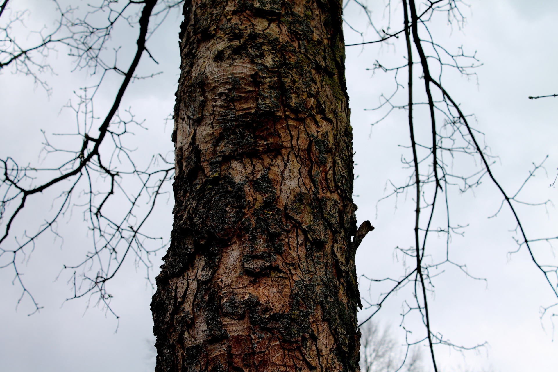 tree bark trunk free photo
