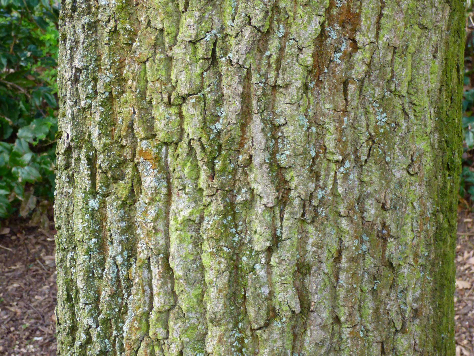 texture tree bark free photo