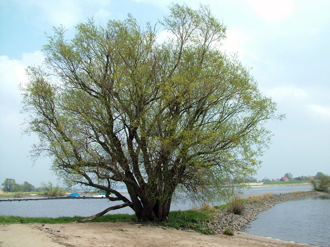 tree large water free photo