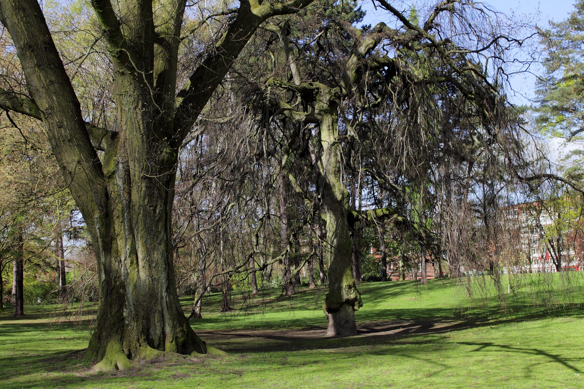 park trees meadow free photo