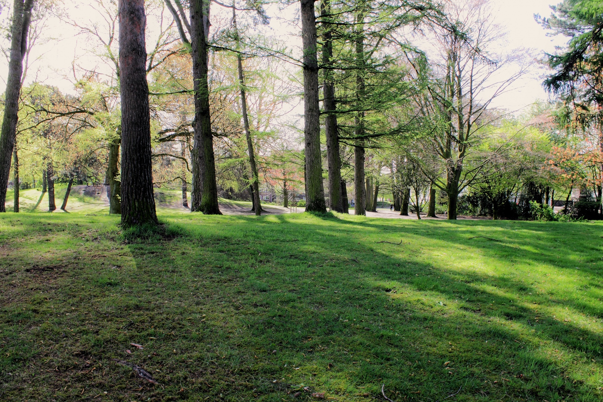 park trees meadow free photo