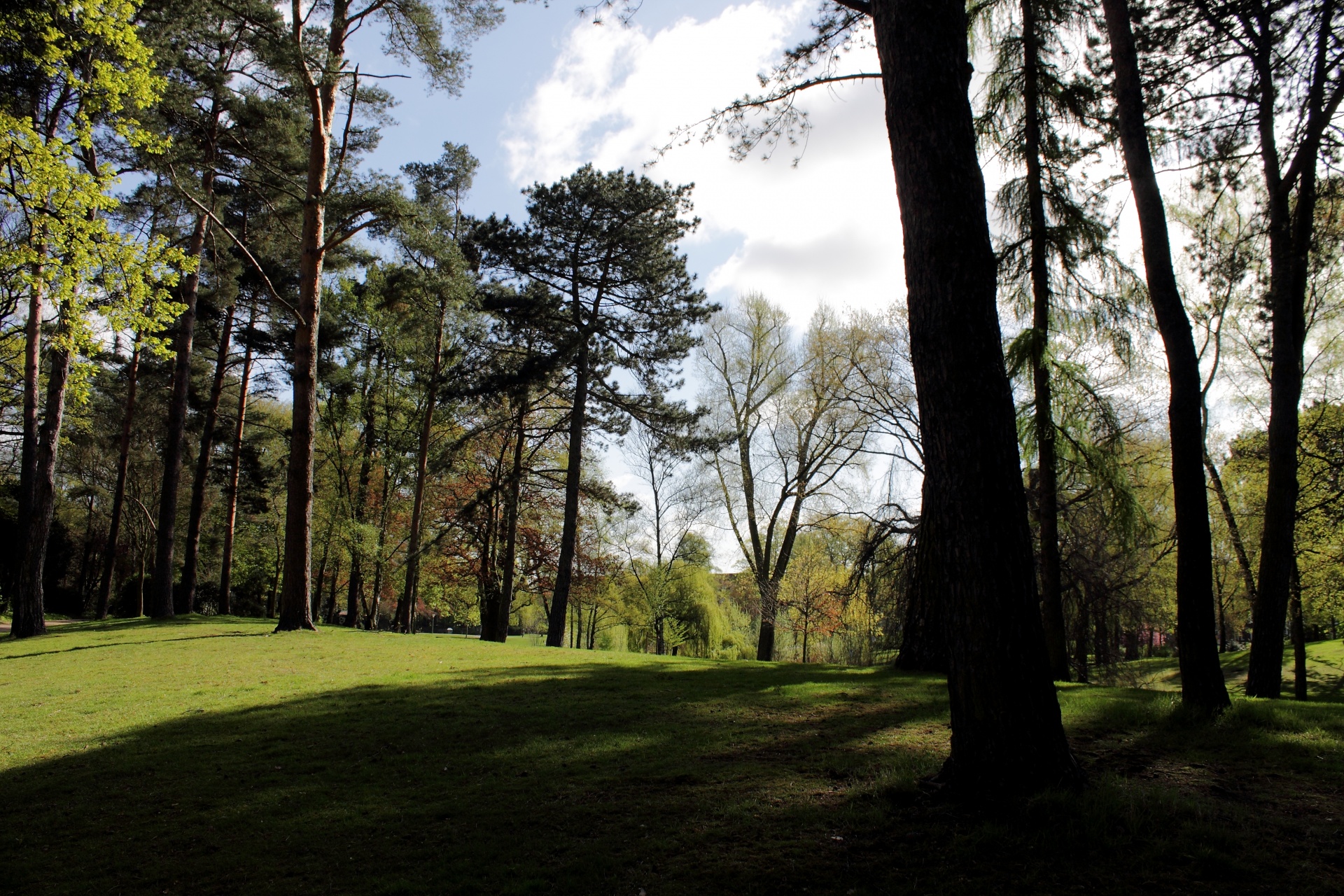 park trees meadow free photo