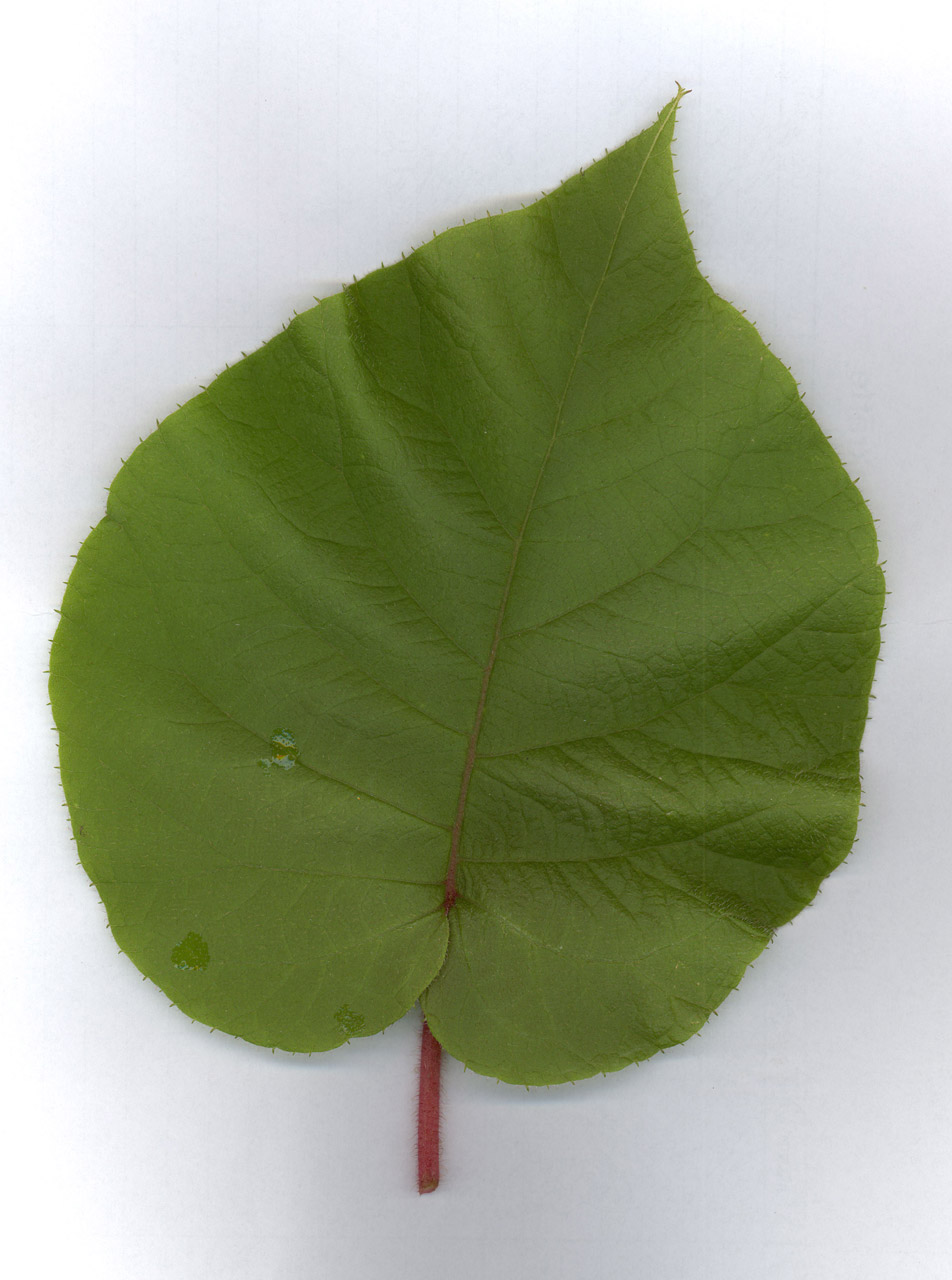 scan leaf greet free photo