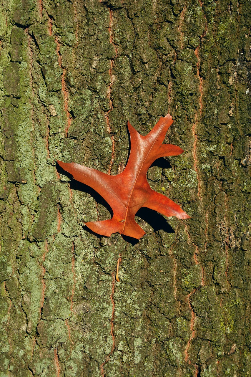 baustamm tree bark oak leaf free photo