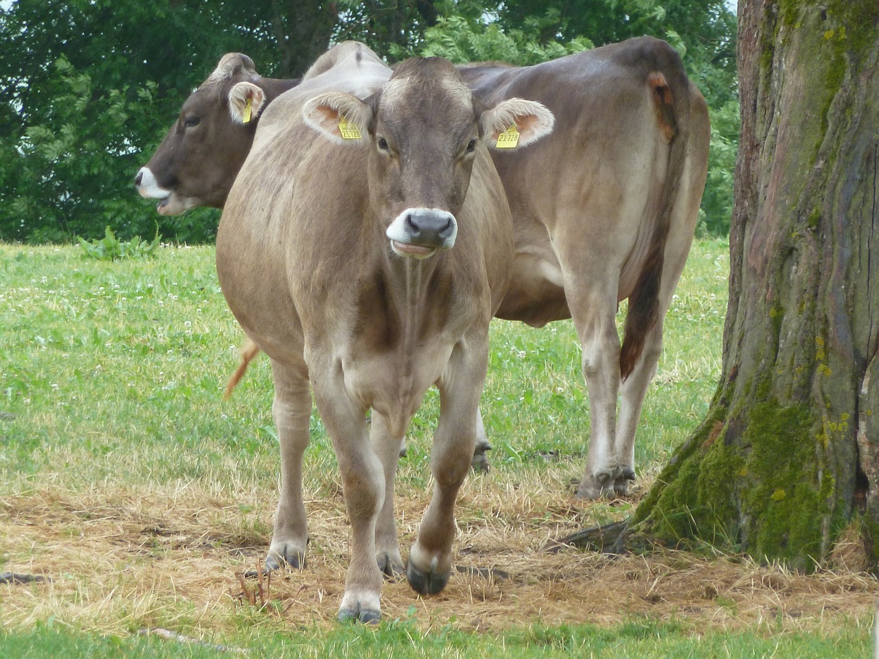 bavaria cattle cow free photo