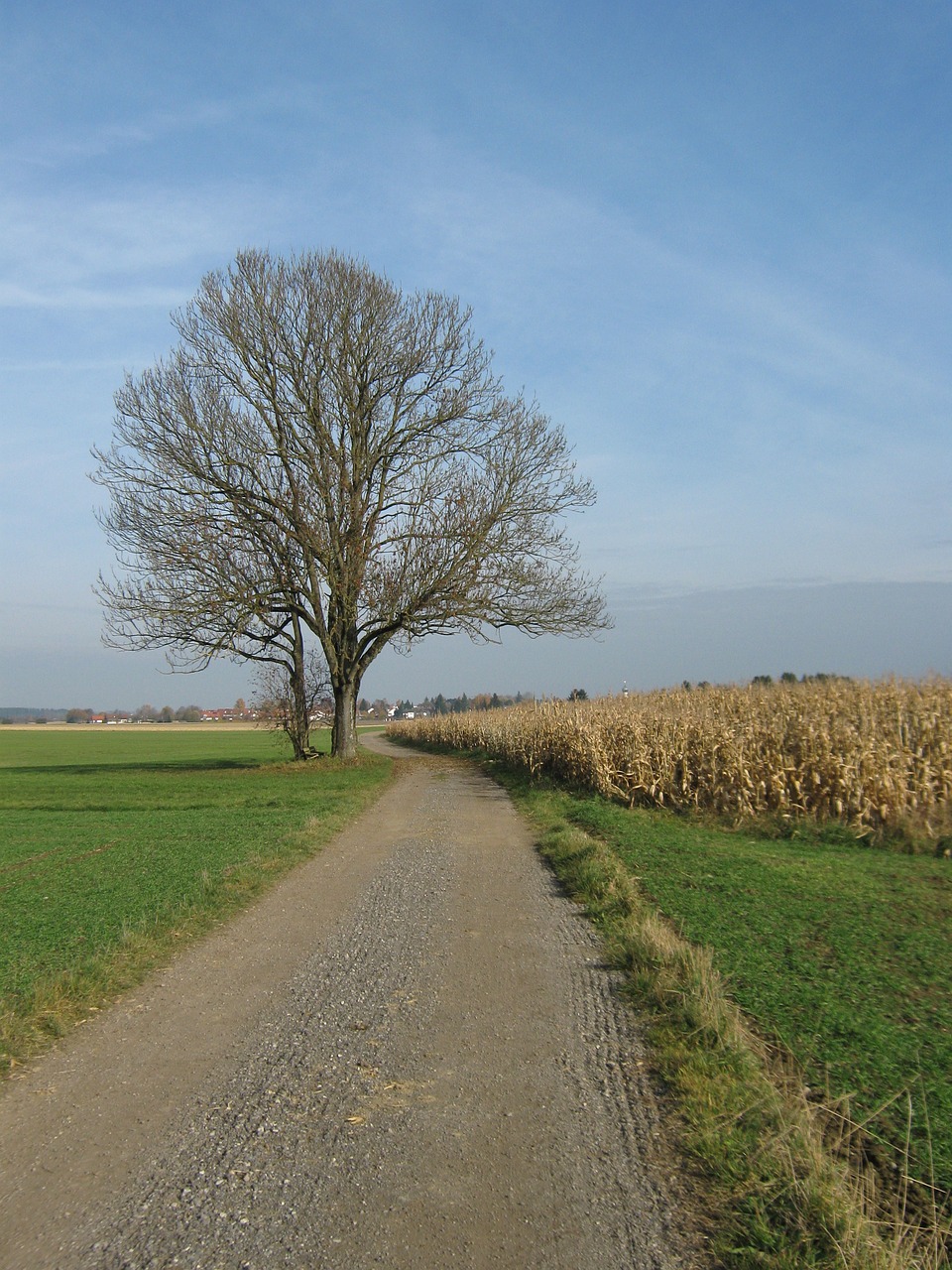 bavaria autumn tree free photo