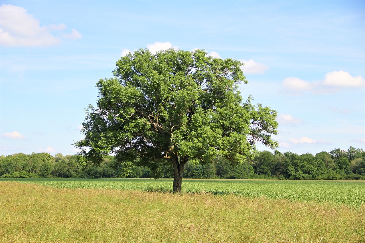 bavaria nature tree free photo