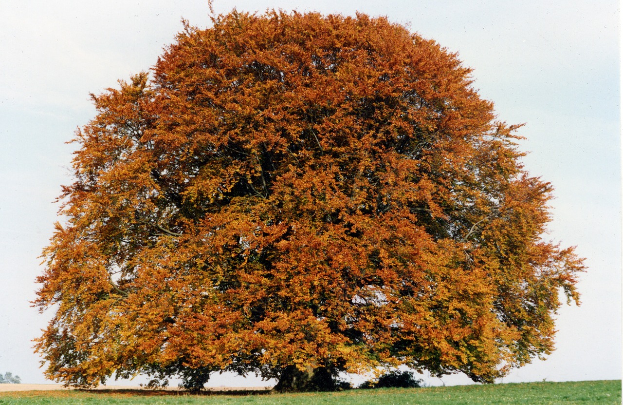 bavaria beech beech tree free photo