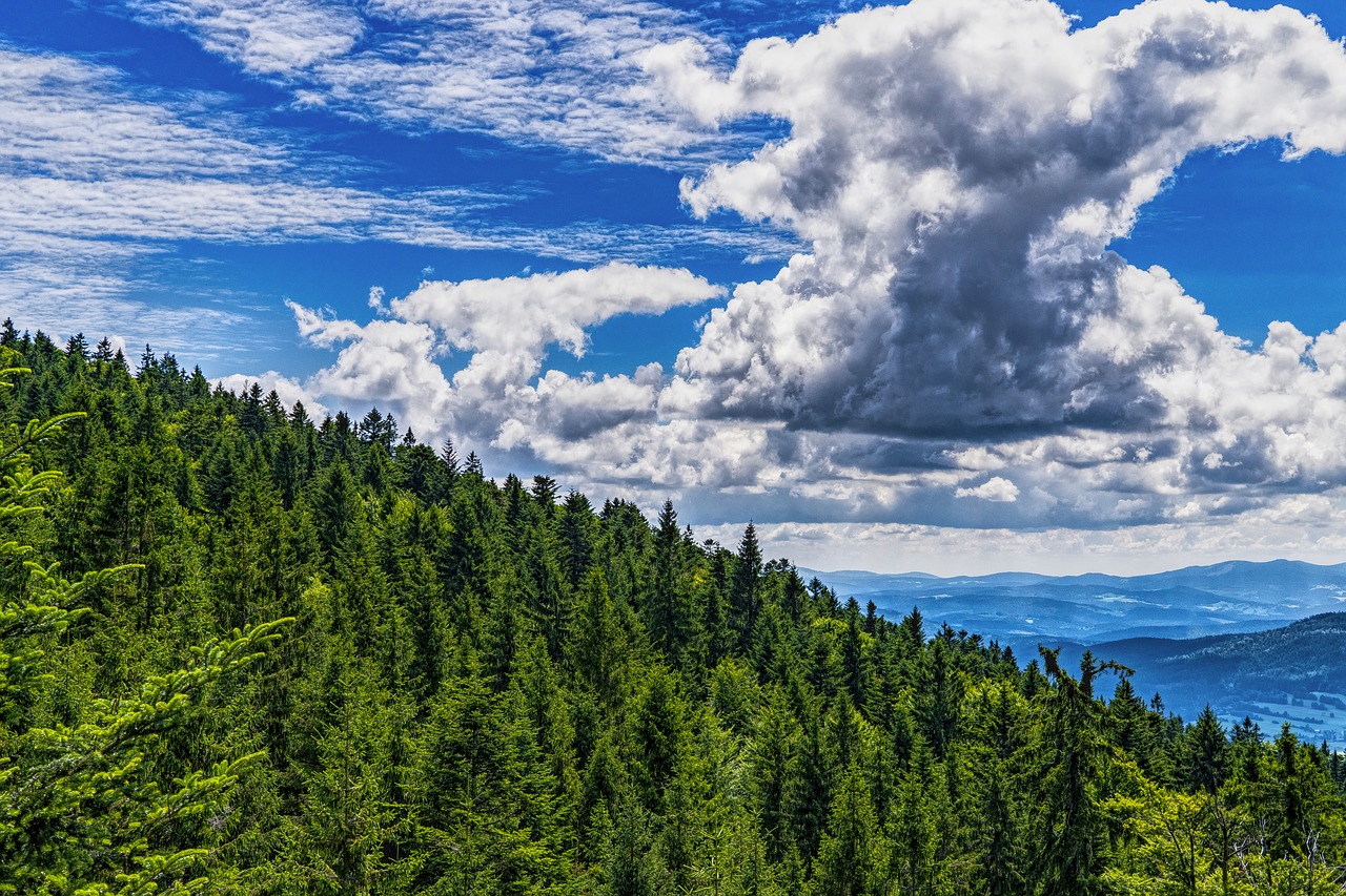 bavarian forest forest sky free photo