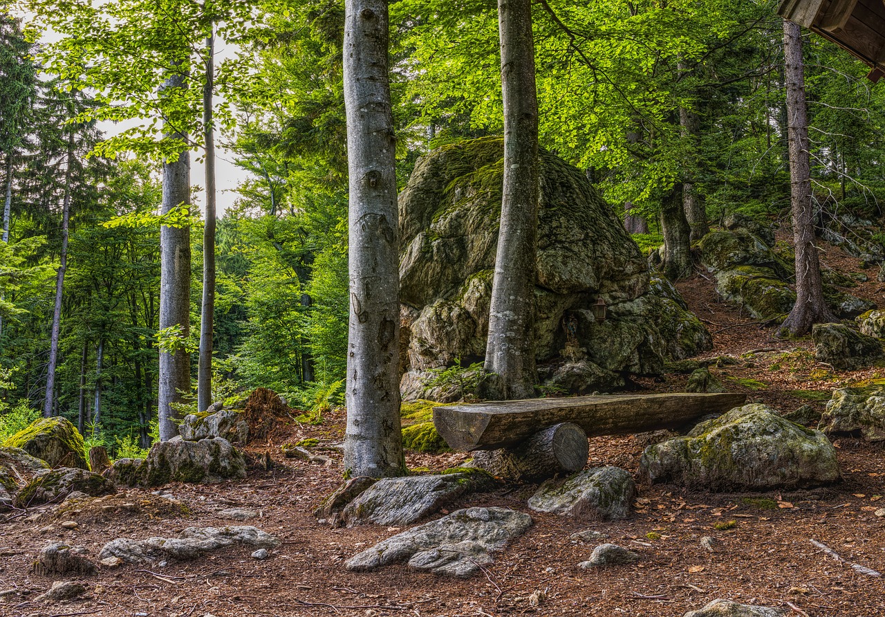 bavarian forest bank hiking free photo