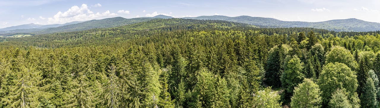 bavarian forest  view  forest free photo