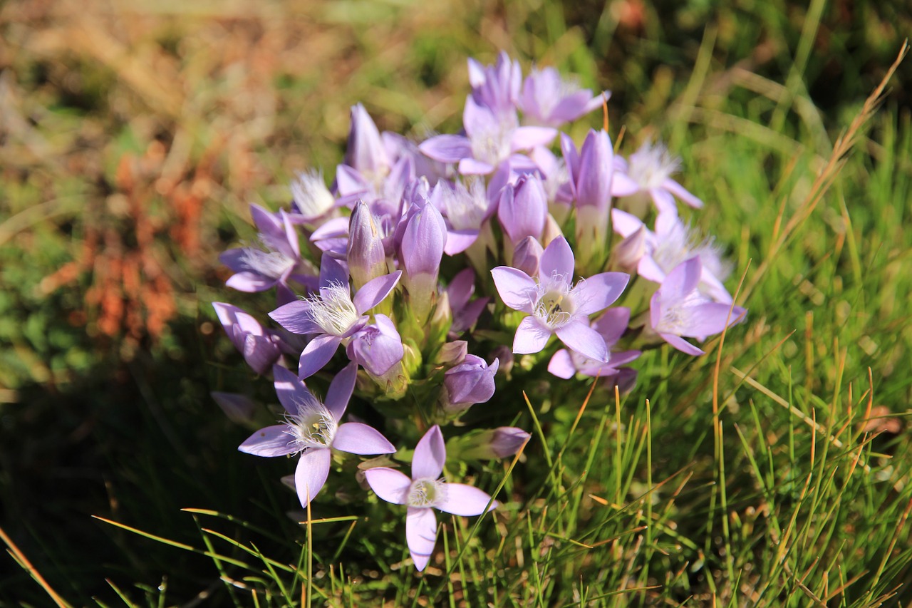 bavarian gentians blossom bloom free photo