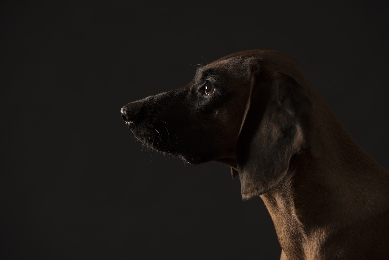 bavarian mountain bloodhound  portrait of dog  siluette dog free photo