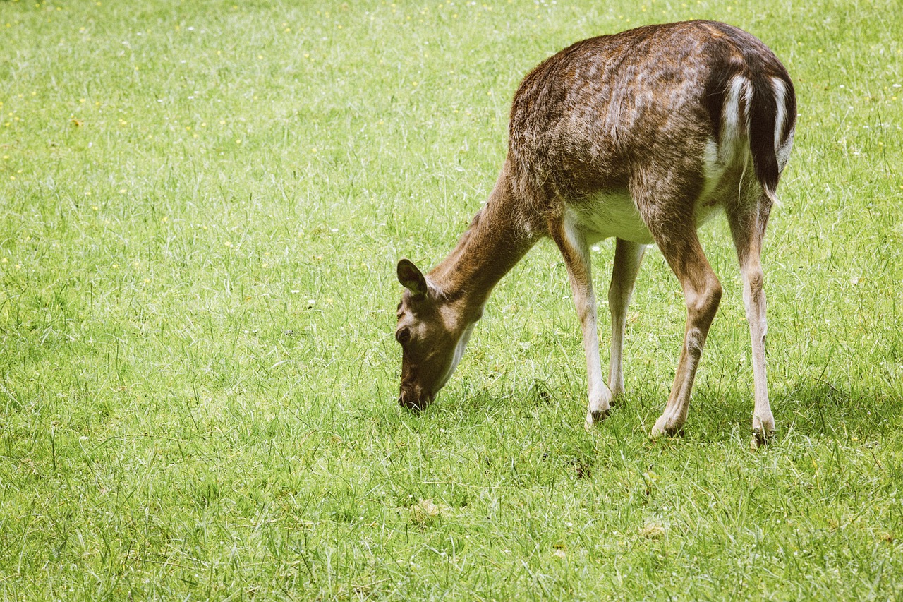 bavarian state forests bavaria fallow deer free photo