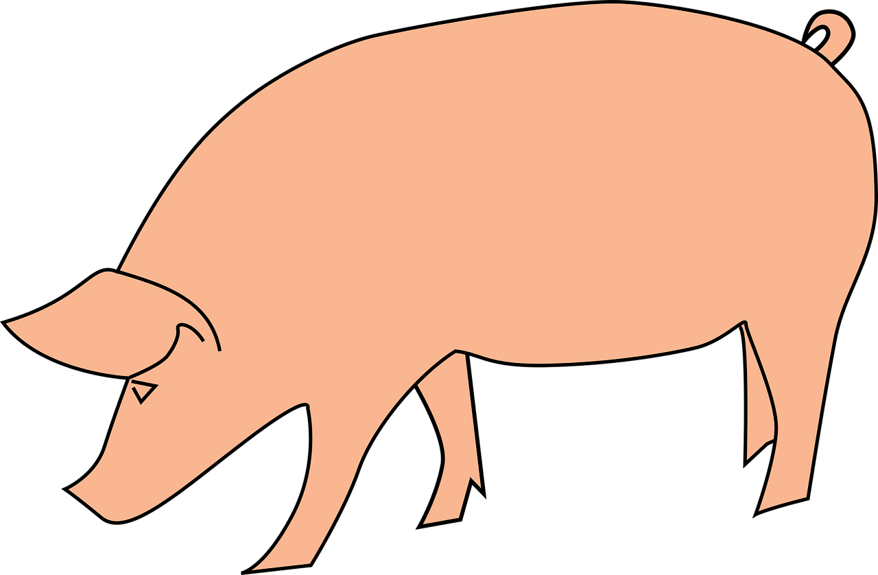 bavi livestock oink pig free photo