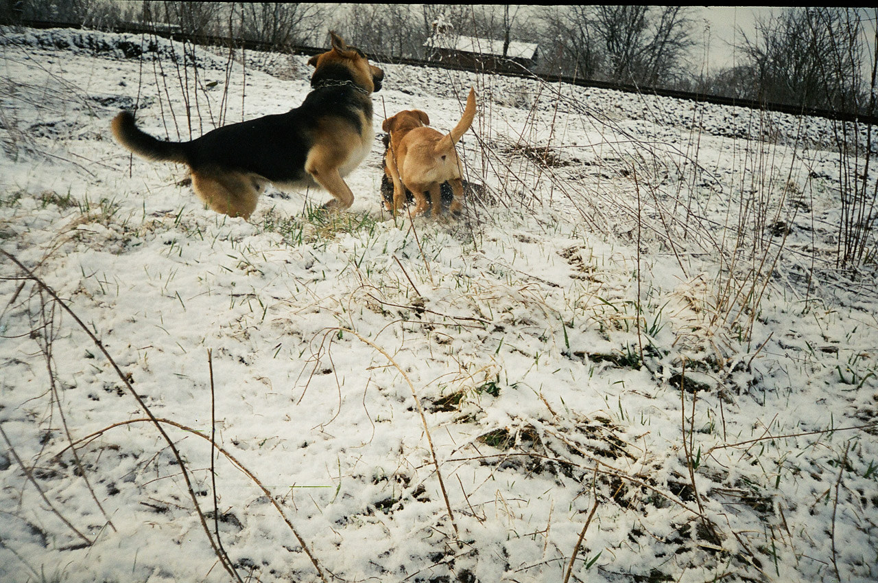 snow dogs playing dogs free photo