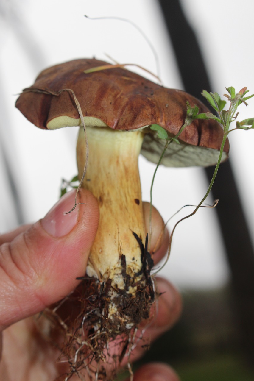 bay bolete fungus mushroom free photo