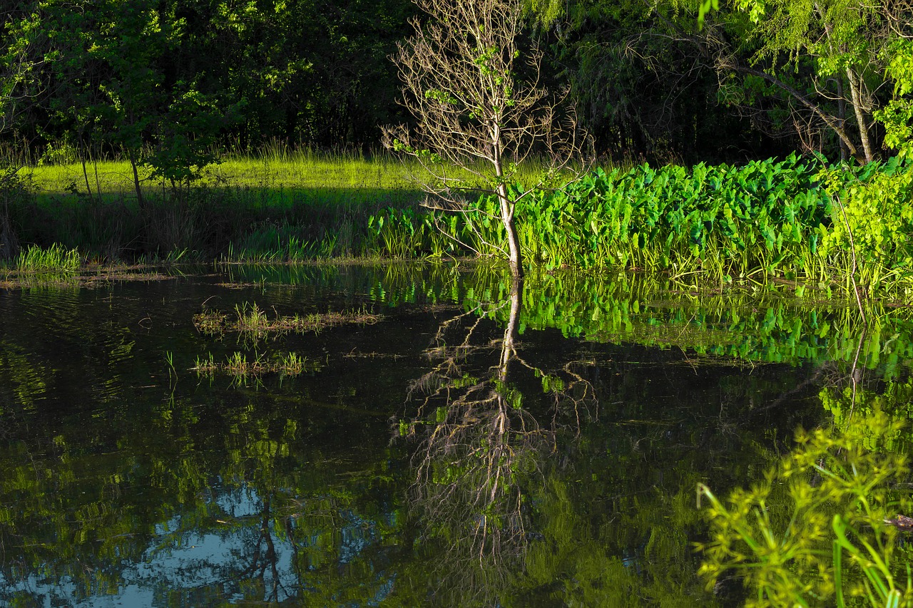 bayou  reflection  green free photo