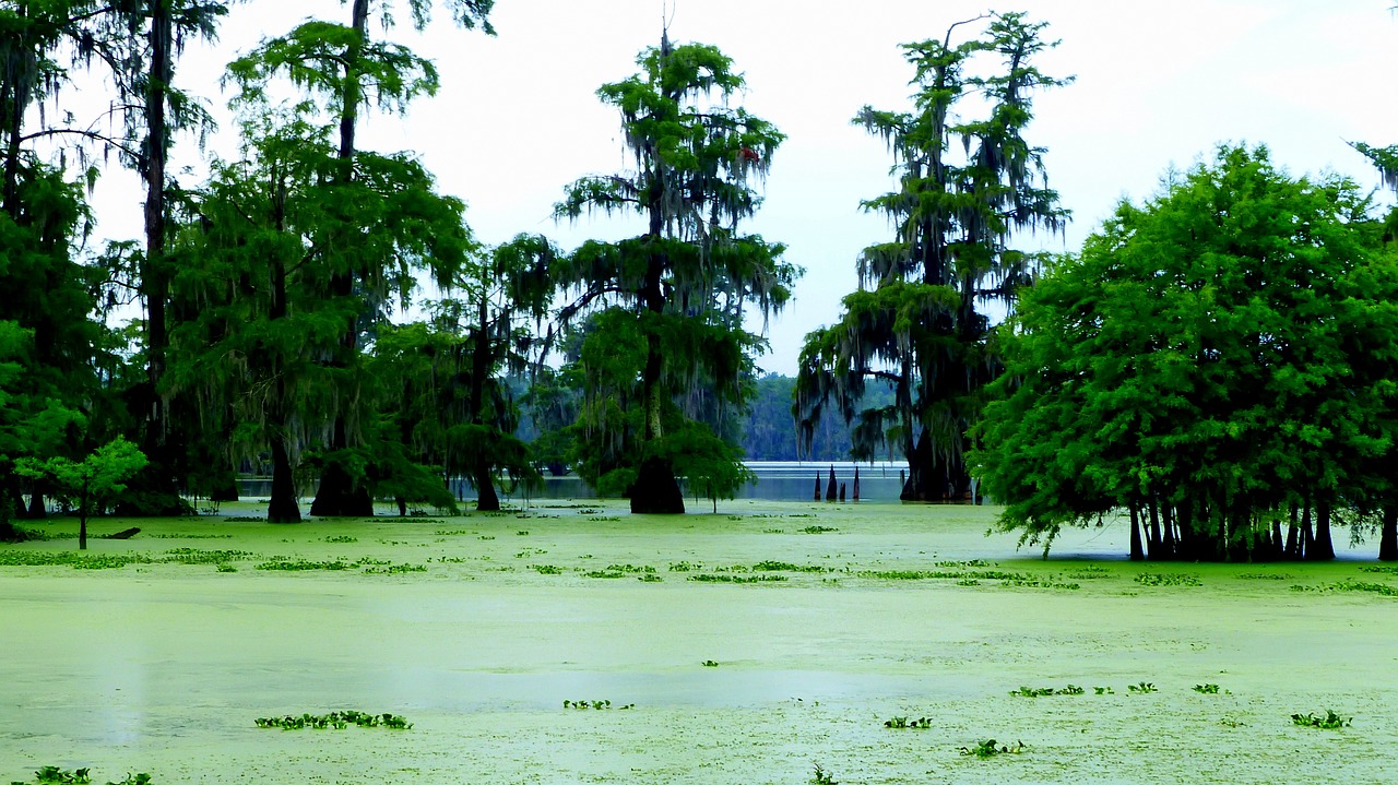 bayou  morning  marsh free photo