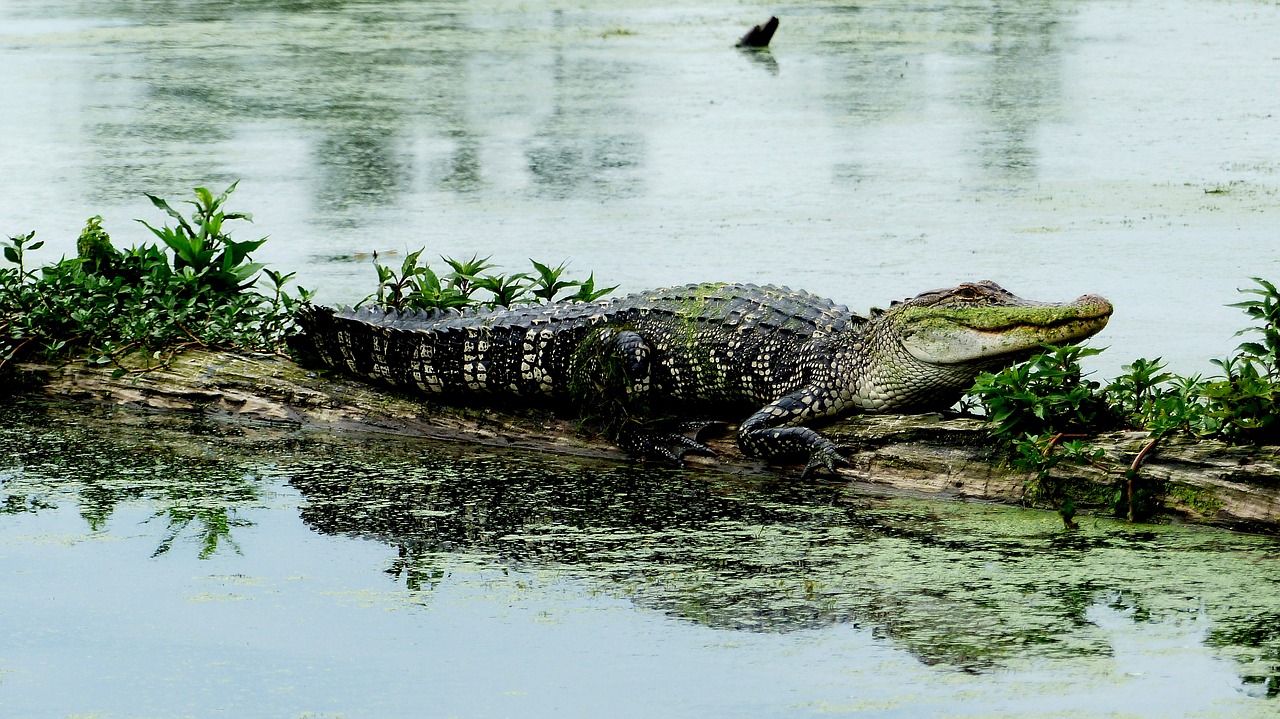 bayou  louisiana  alligator free photo