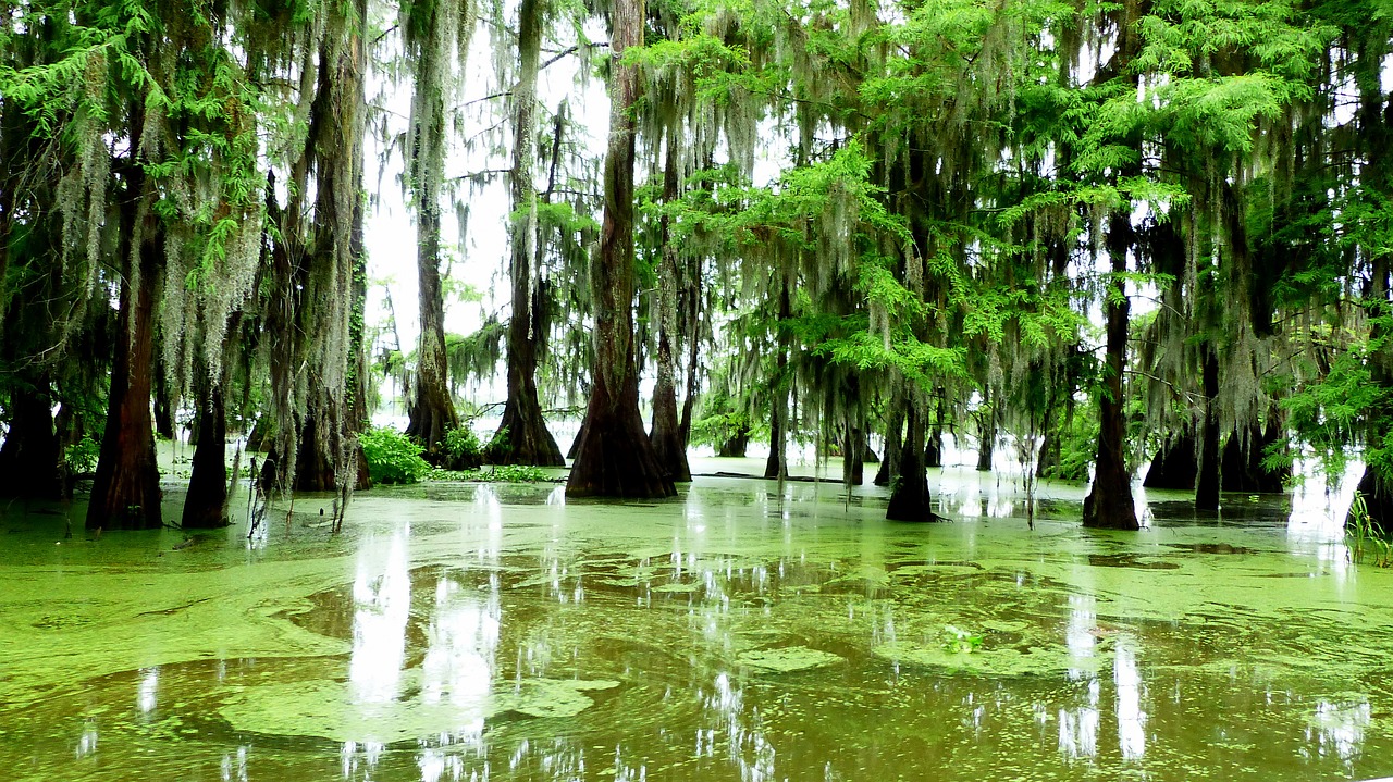 bayou  louisiana  marsh free photo