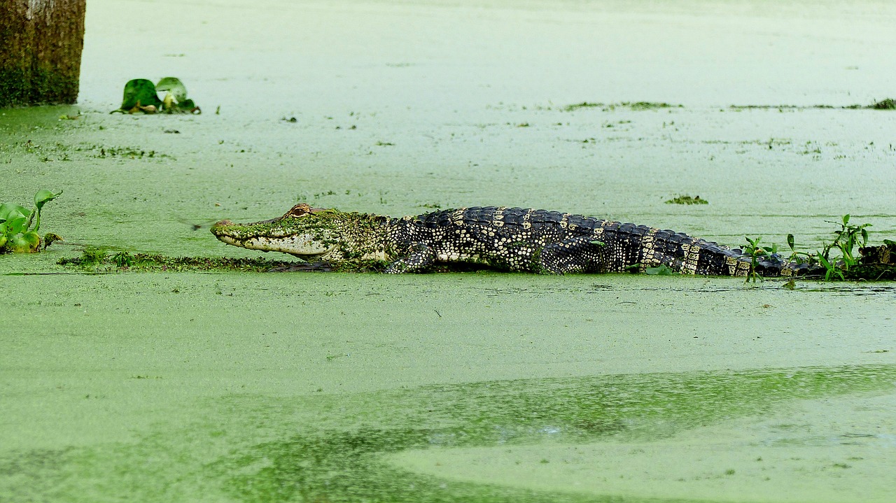 bayou  alligator  louisiana free photo