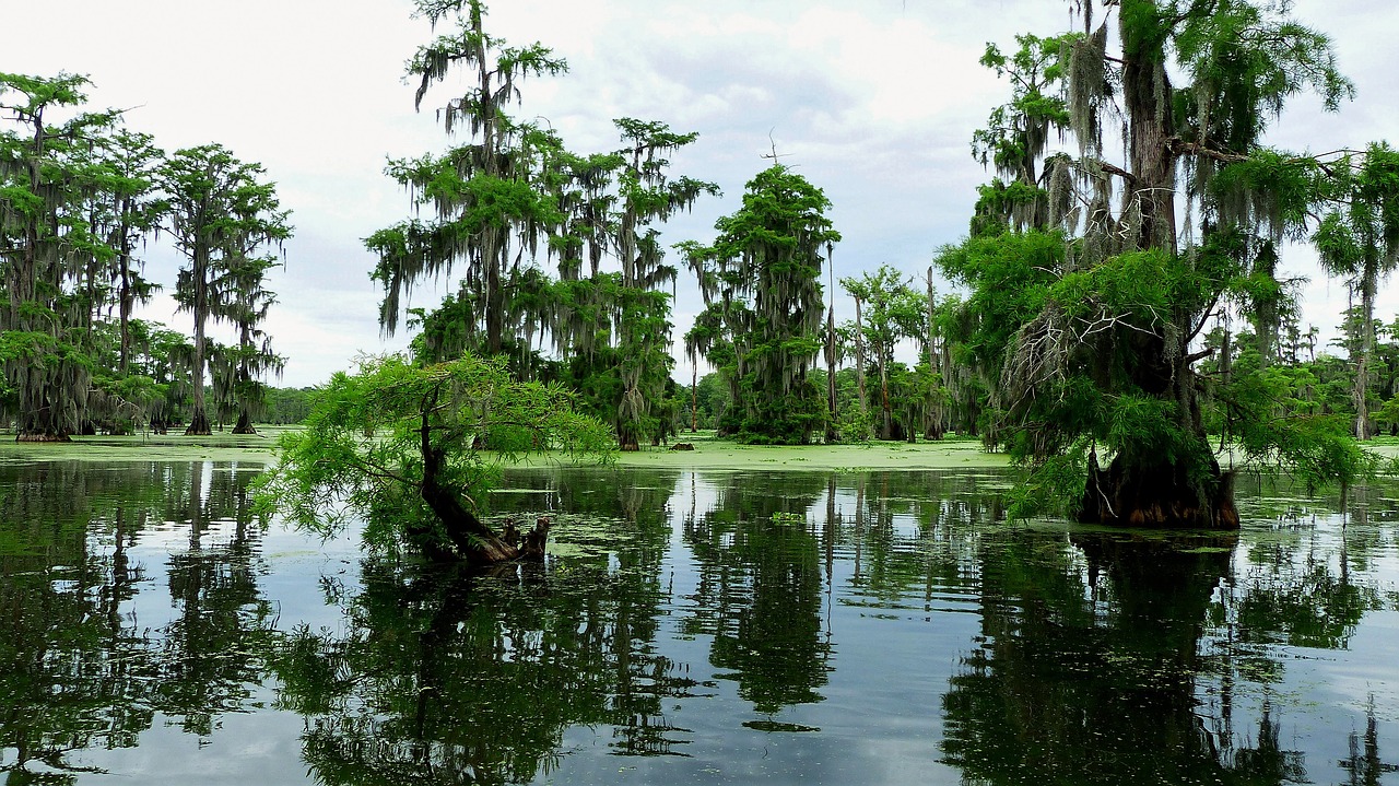 bayou  louisiana  marsh free photo