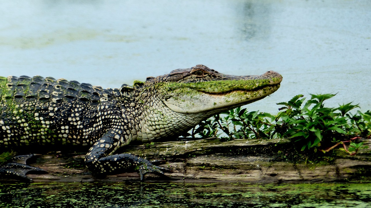 bayou  alligator  louisiana free photo