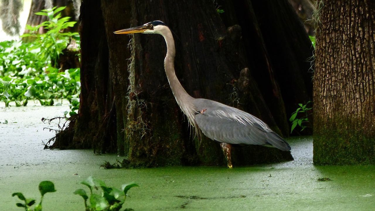 bayou  bird  marsh free photo