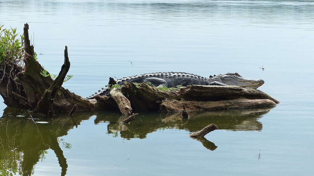 bayou  louisiana  marsh free photo