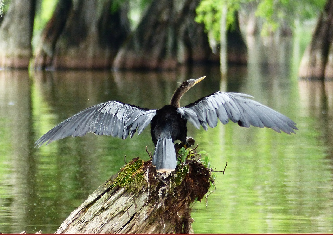 bayou  bird  louisiana free photo