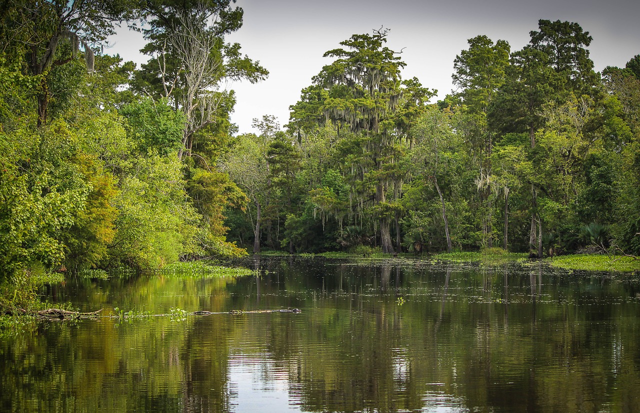bayou swamp marsh free photo