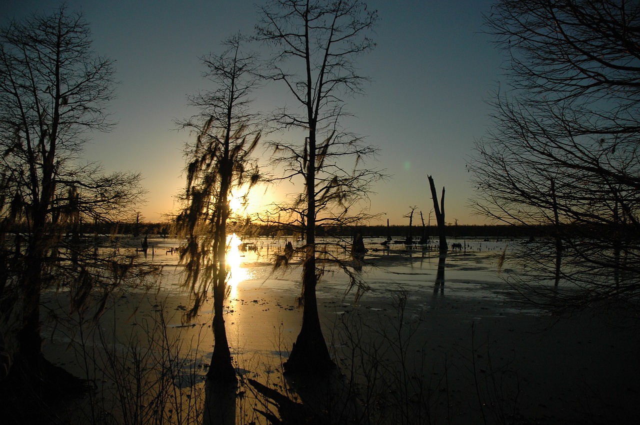 bayou sunset swamp free photo