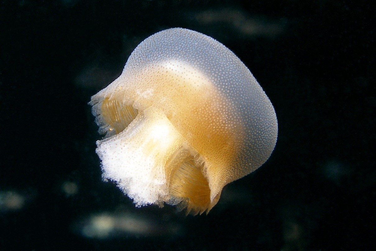 bazinga jellyfish rieki free photo