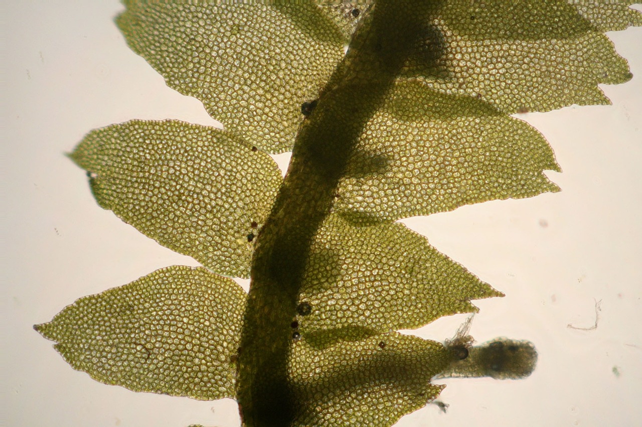 bazzania flaccida liverwort free photo
