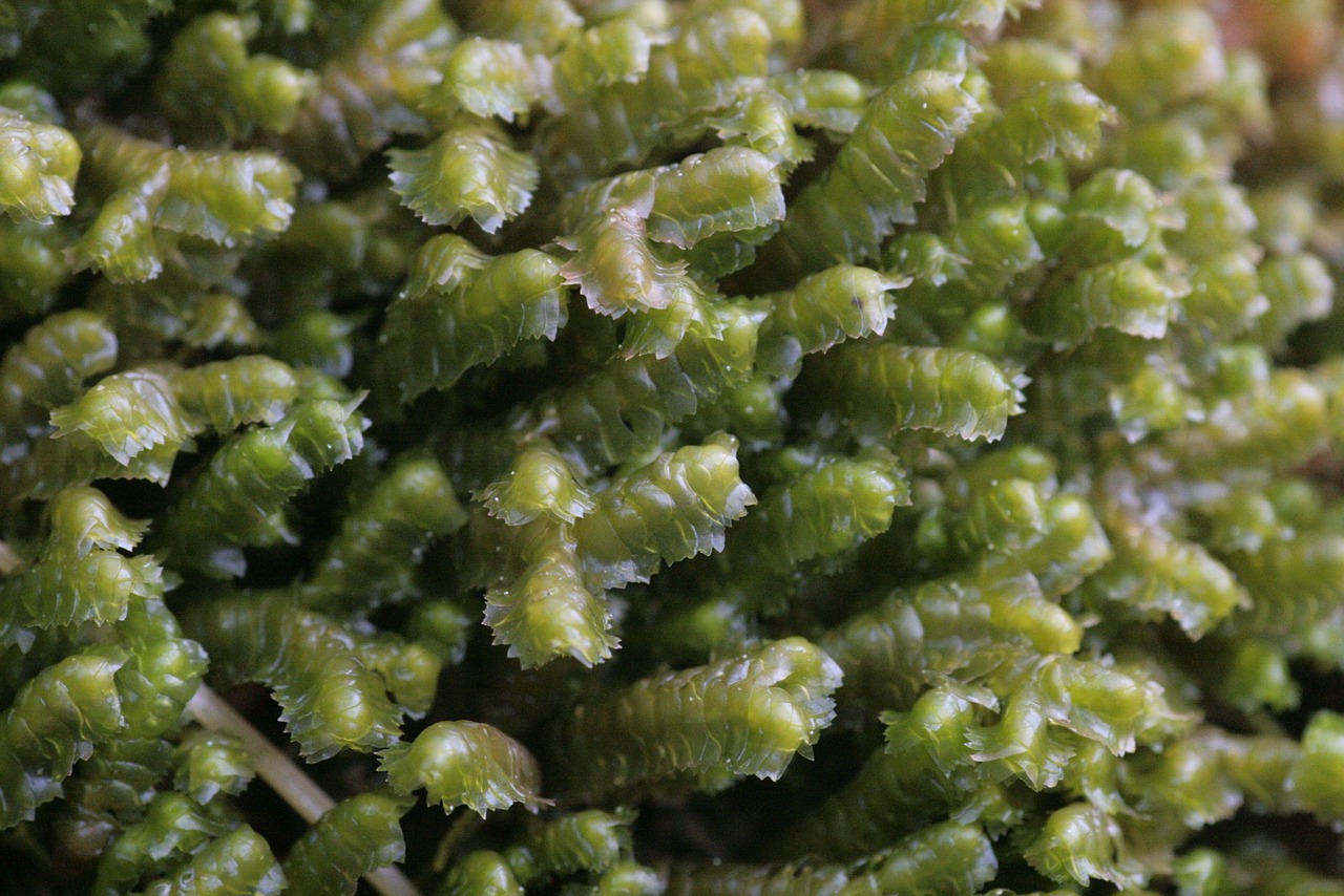 bazzania trilobata microscopic closeup free photo