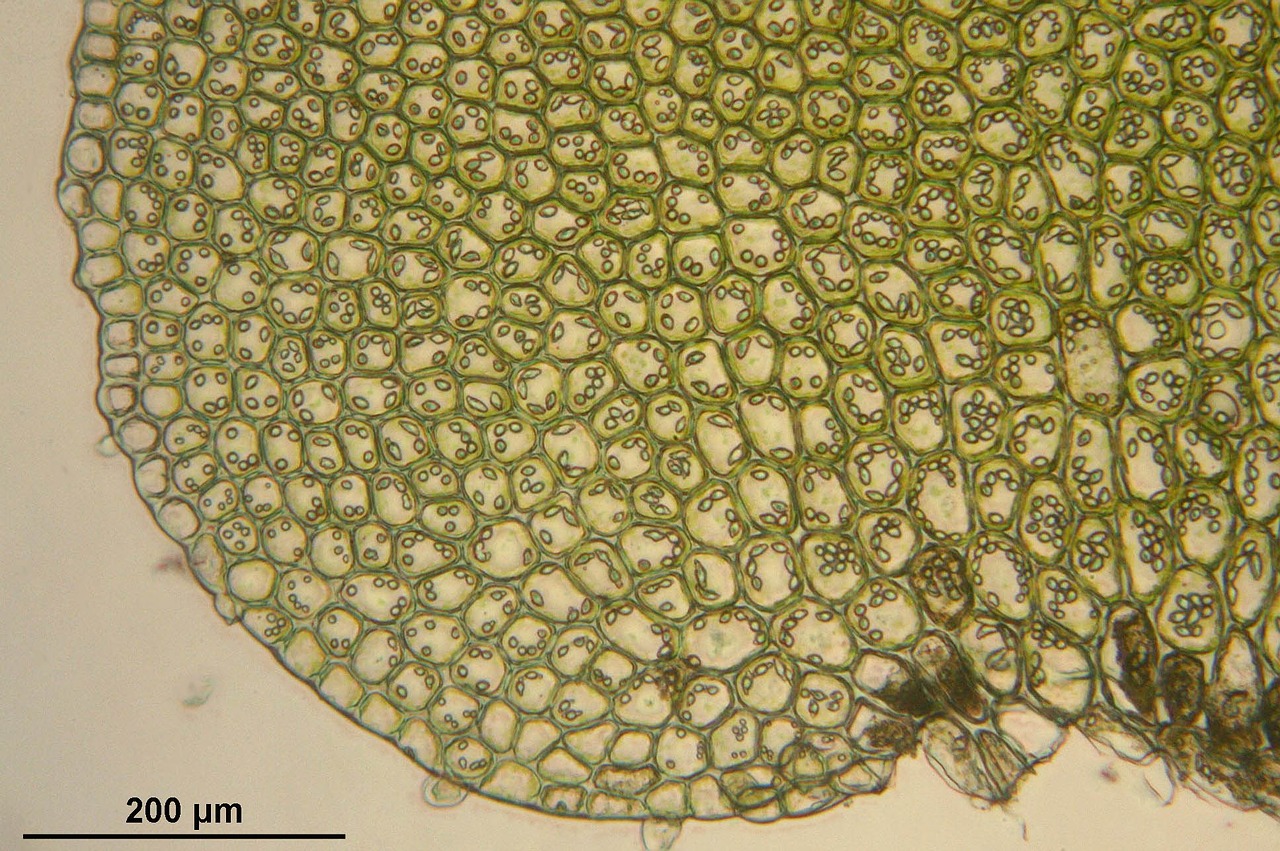 bazzania trilobata microscopic cells free photo